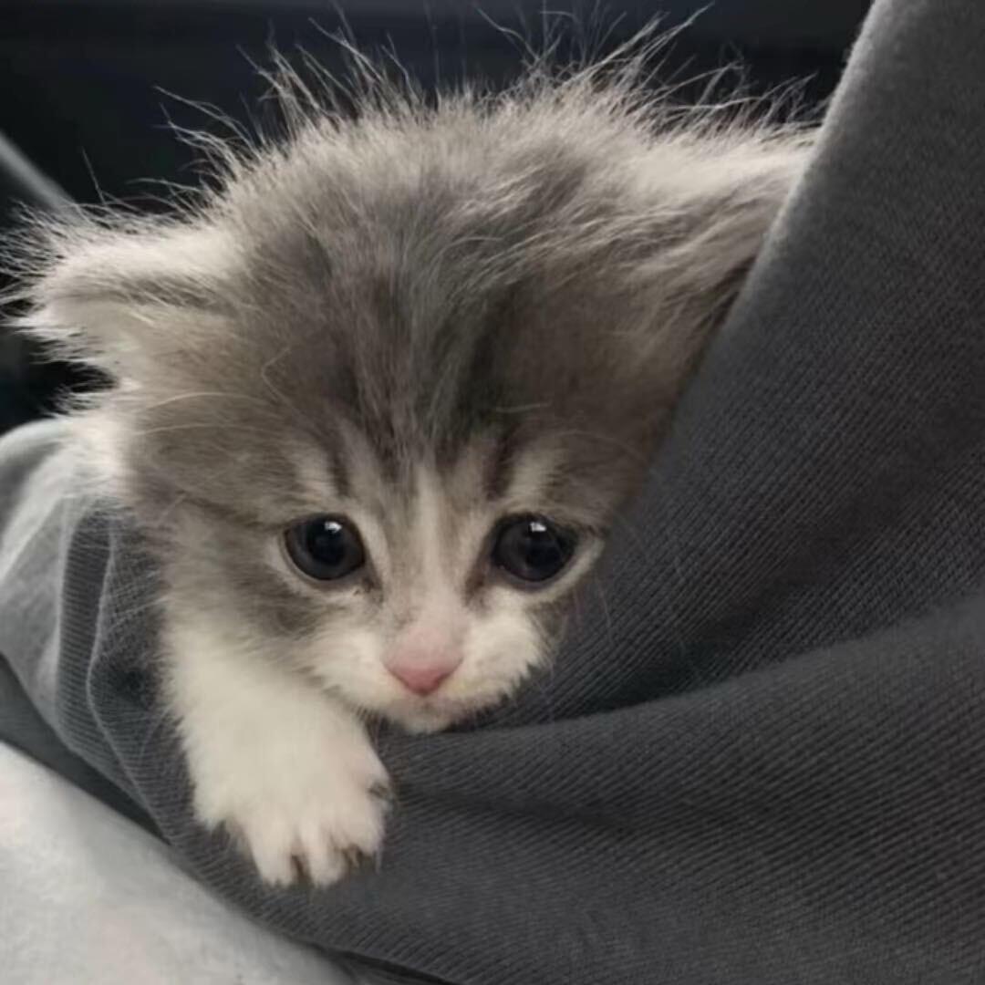 小笨熊