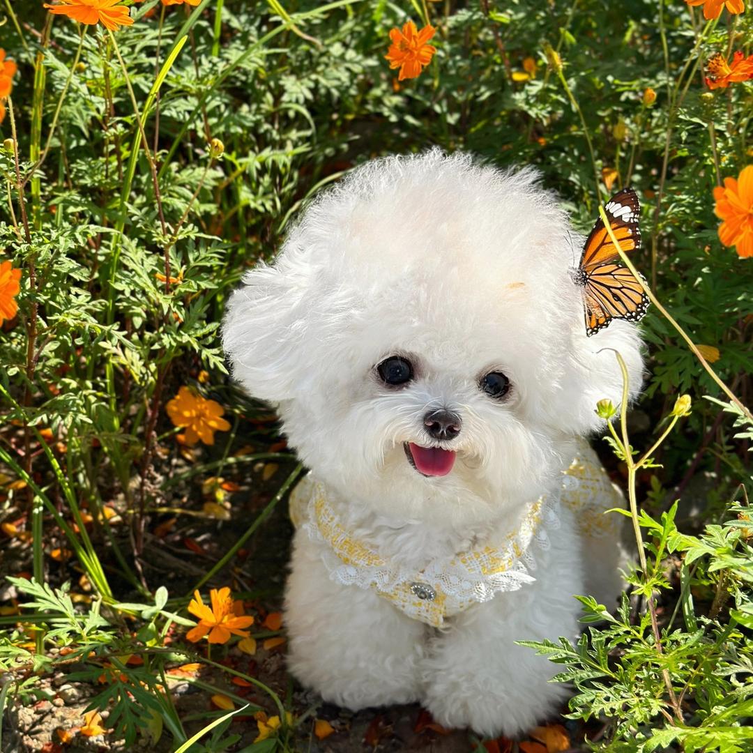 梓阳犬舍