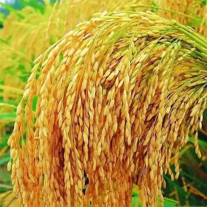 阡陌农业