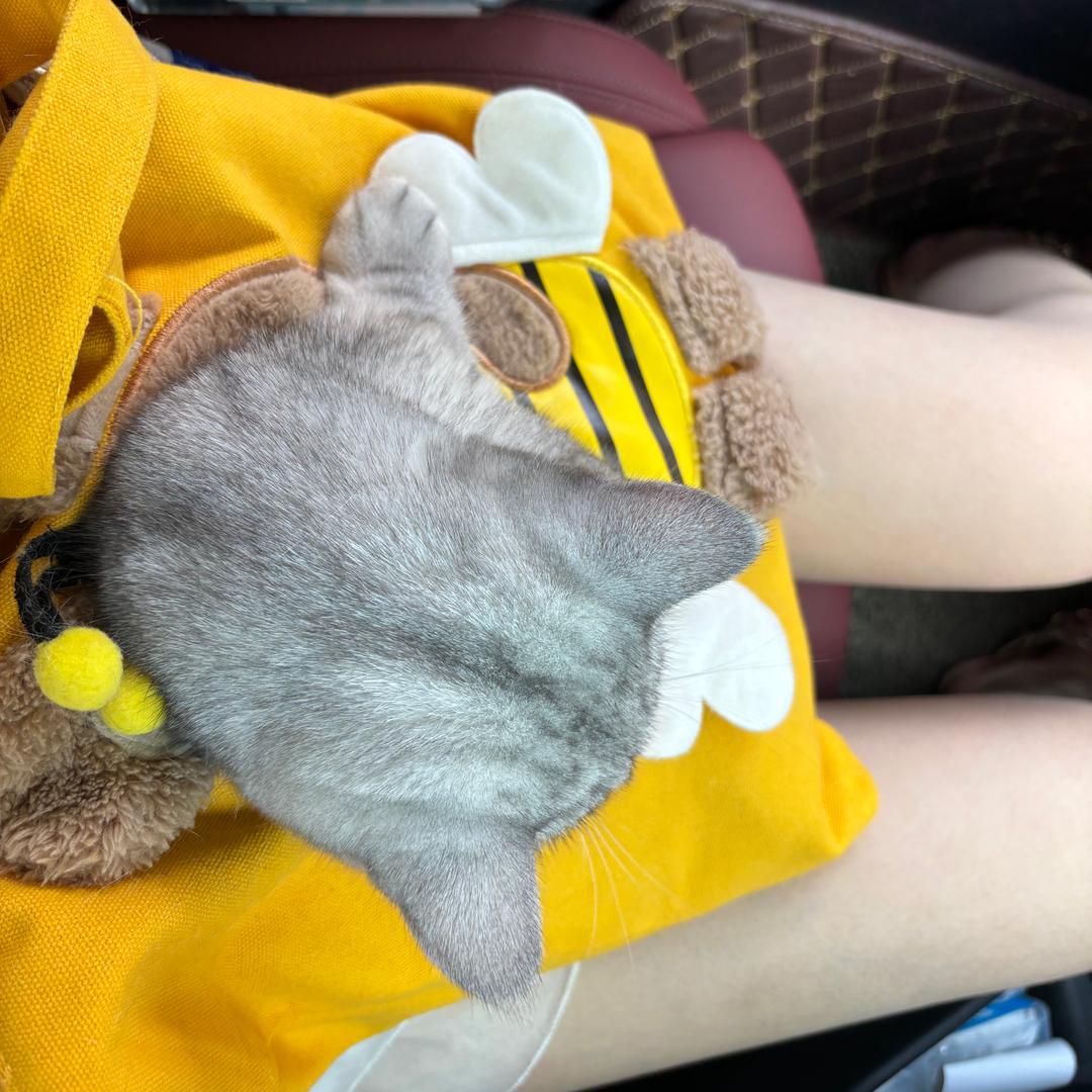 鹿吃