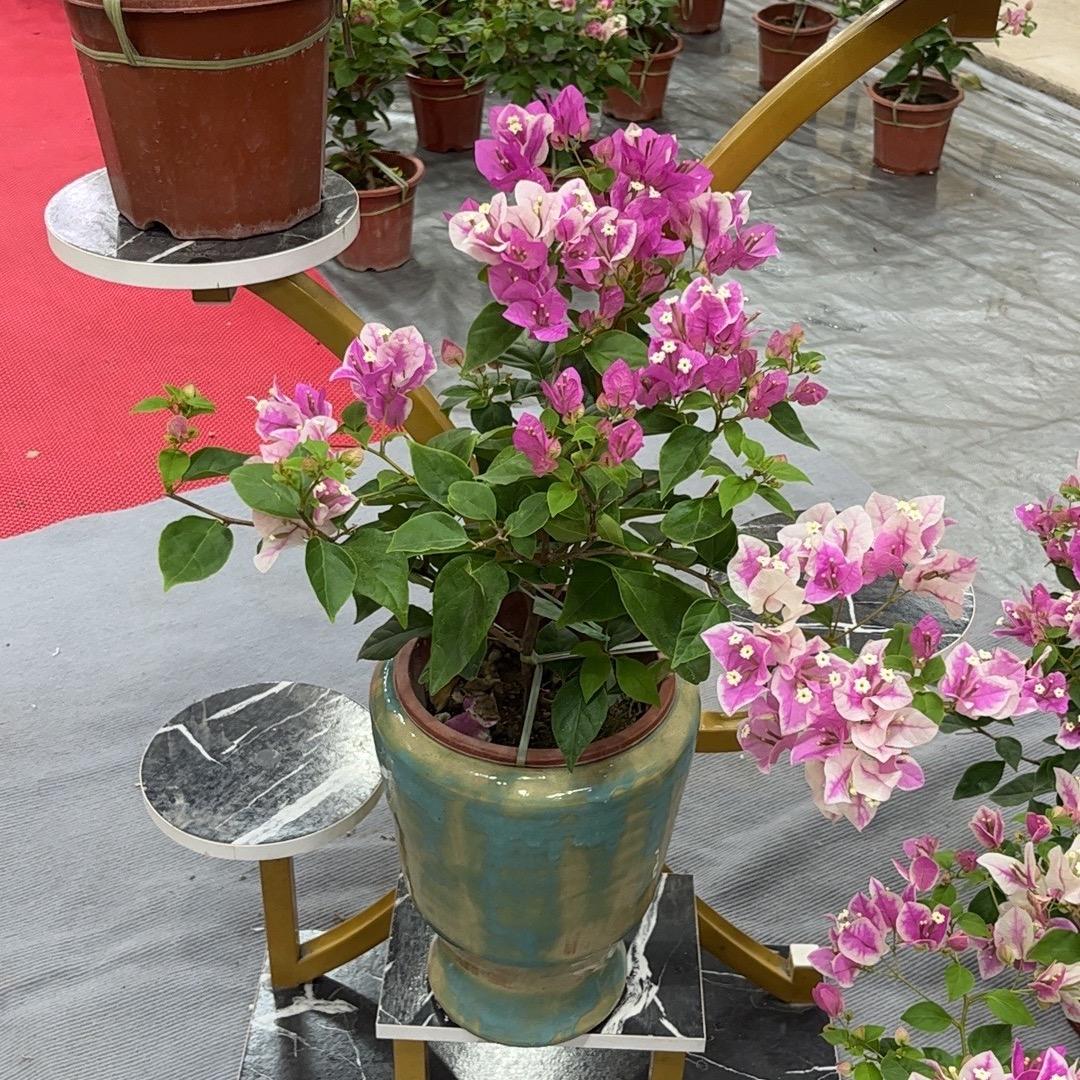 徐芒果漳州三角梅基地