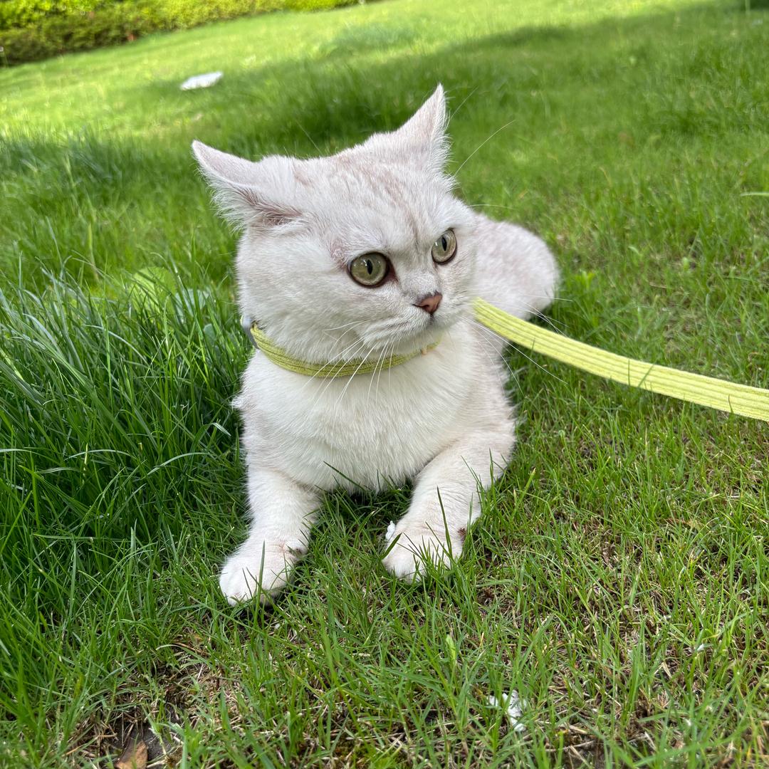 哈喽佼佼😺