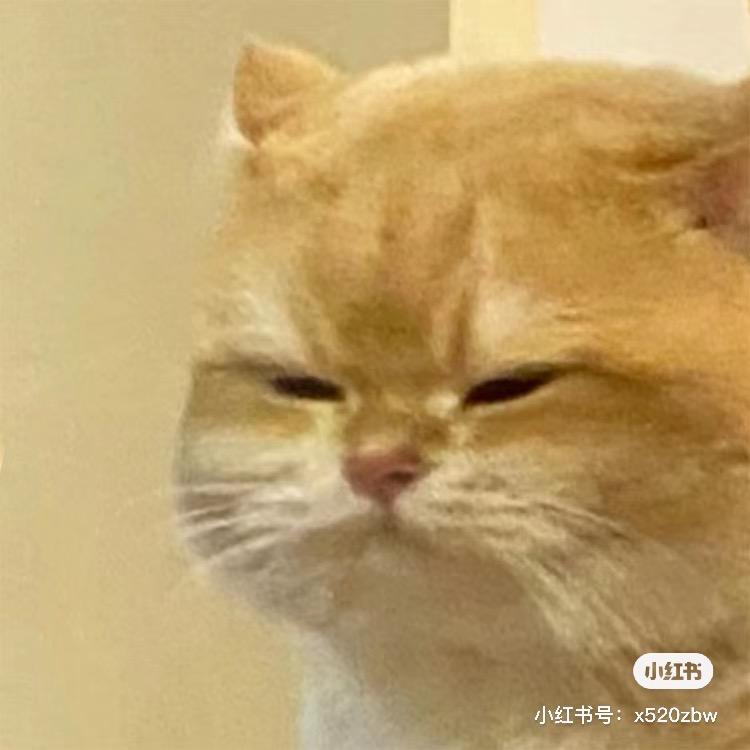 悲伤豆鲨包•᎔•