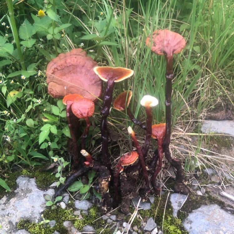 滇西五哥收山货