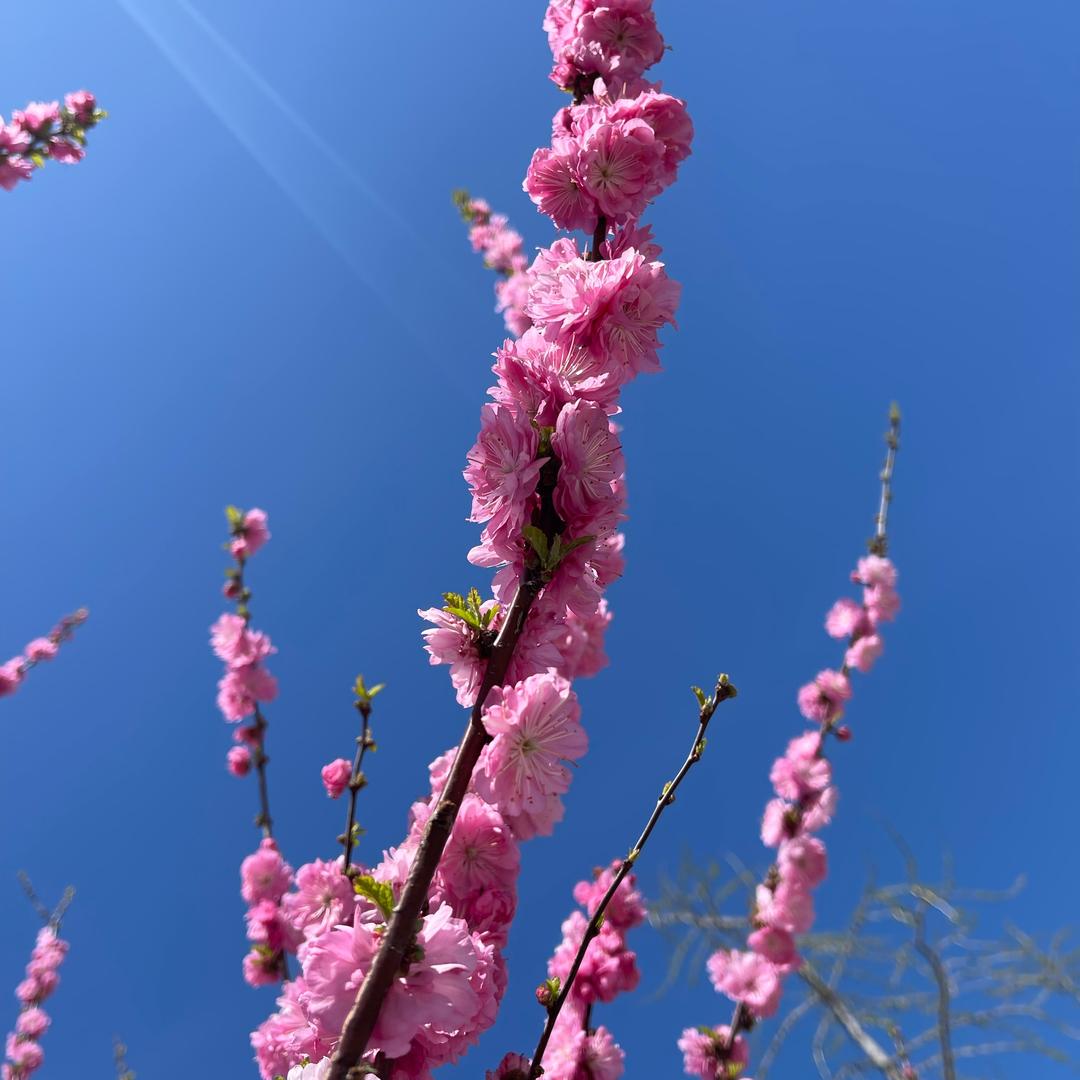 馬