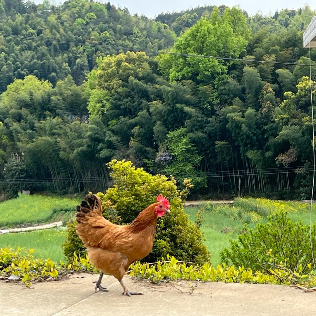 李广禽业有限公司