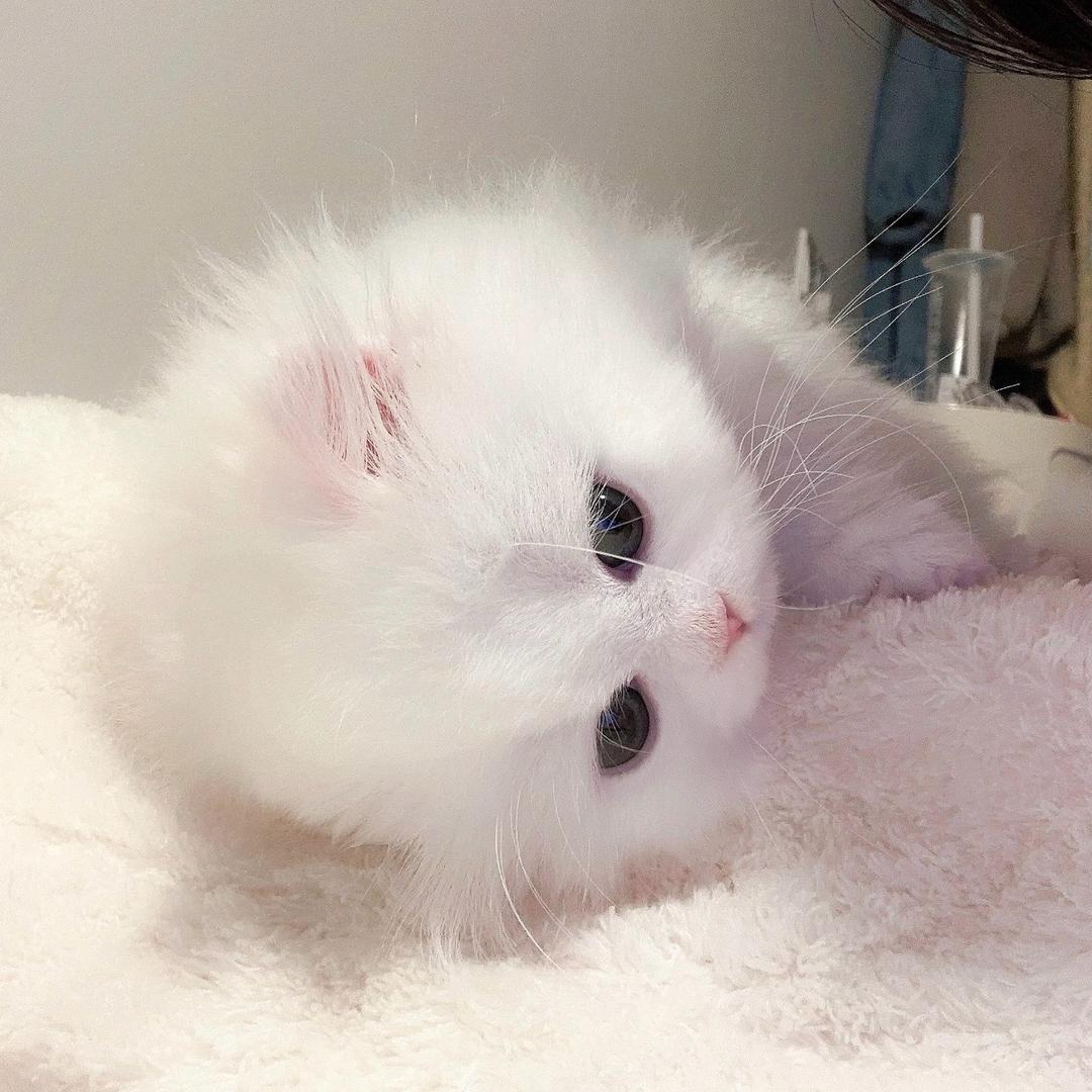 猫猫🐈‍⬛