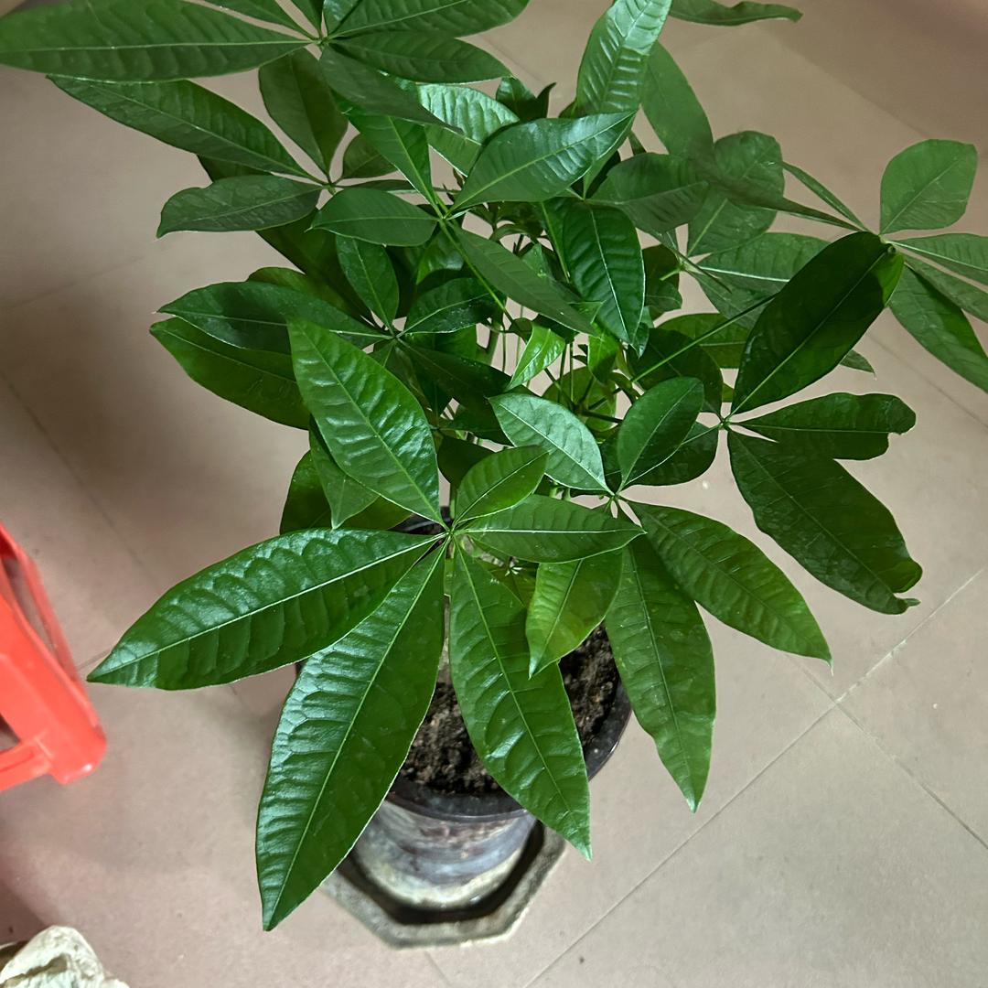 一帆风顺