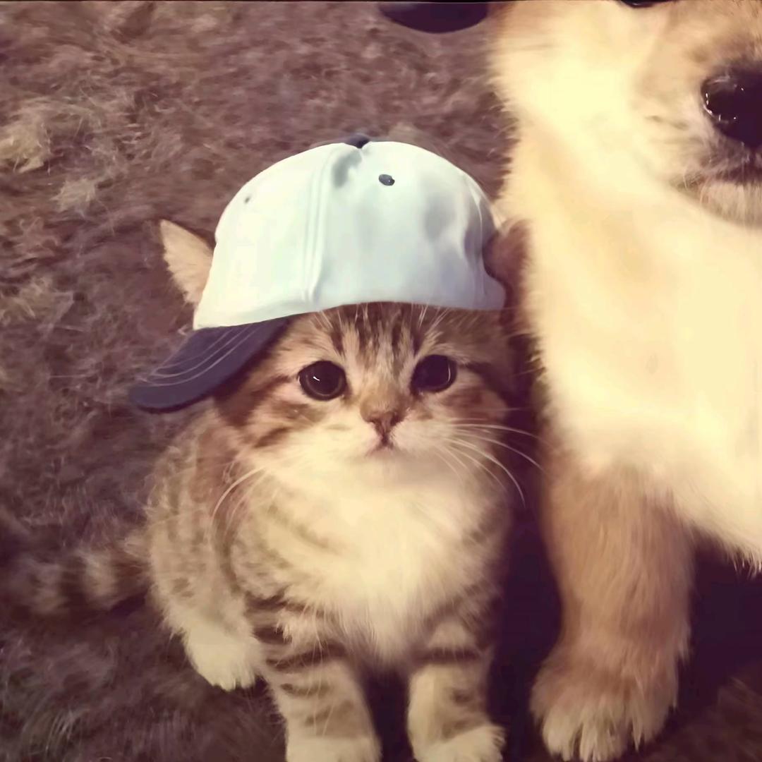 𝐗.🐾
