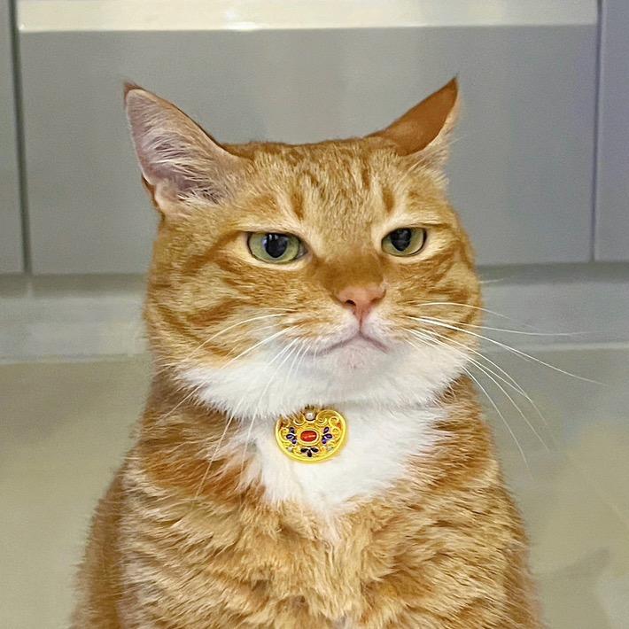 一颗猫头椰