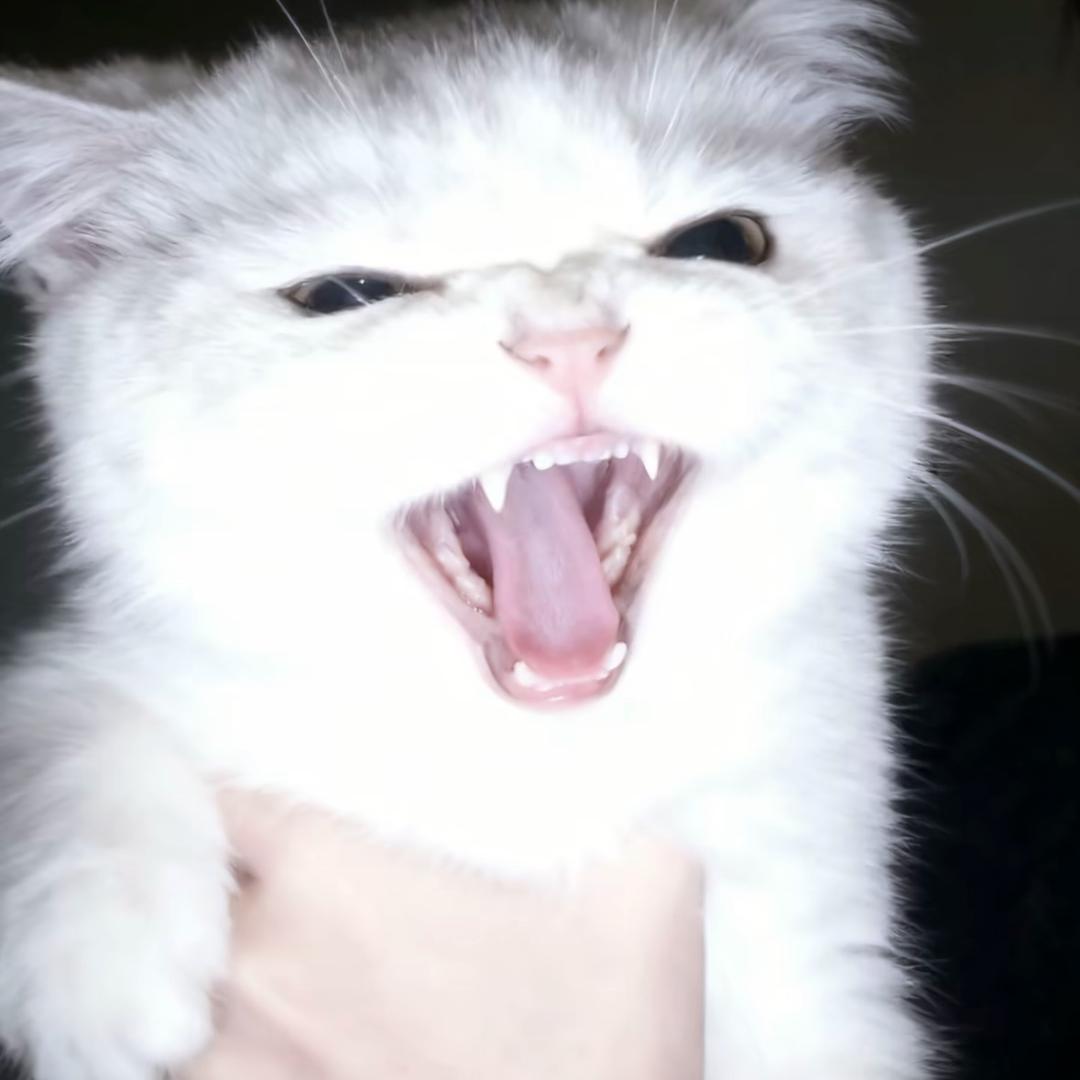 巡回犬