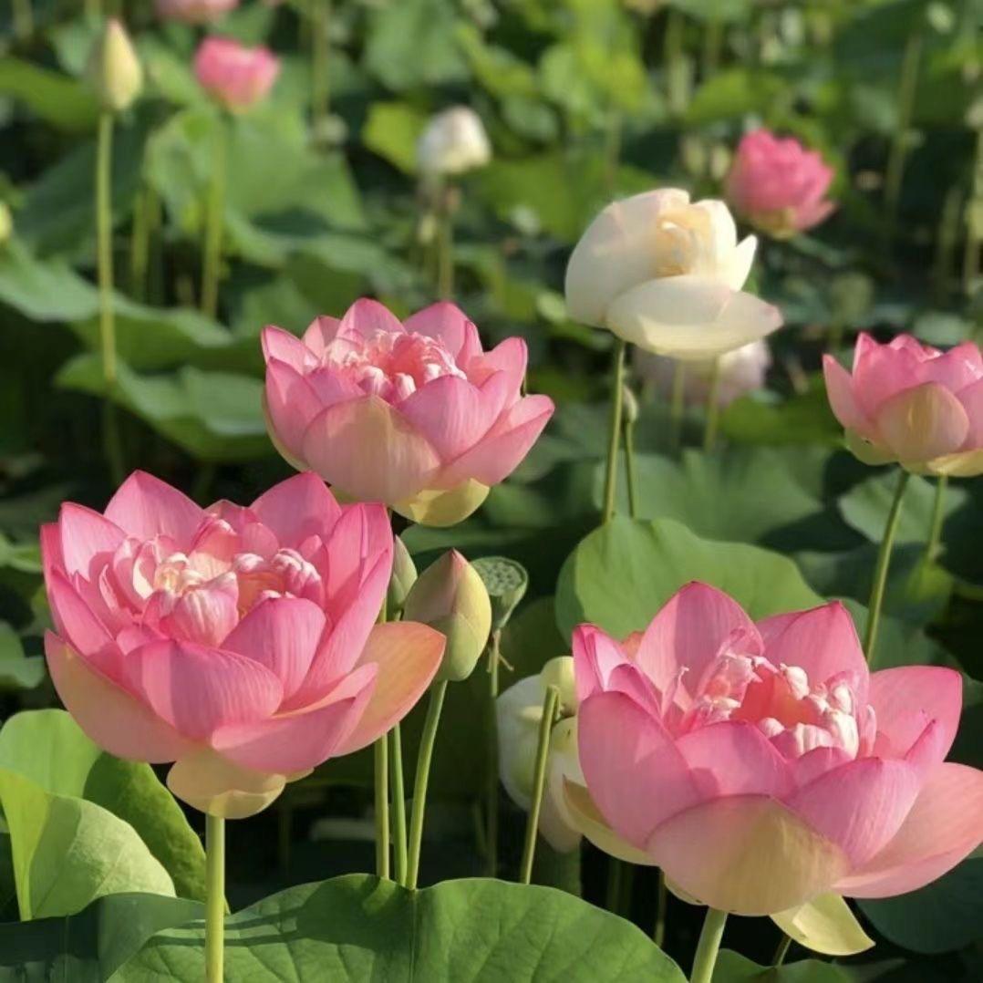 植润花卉园艺