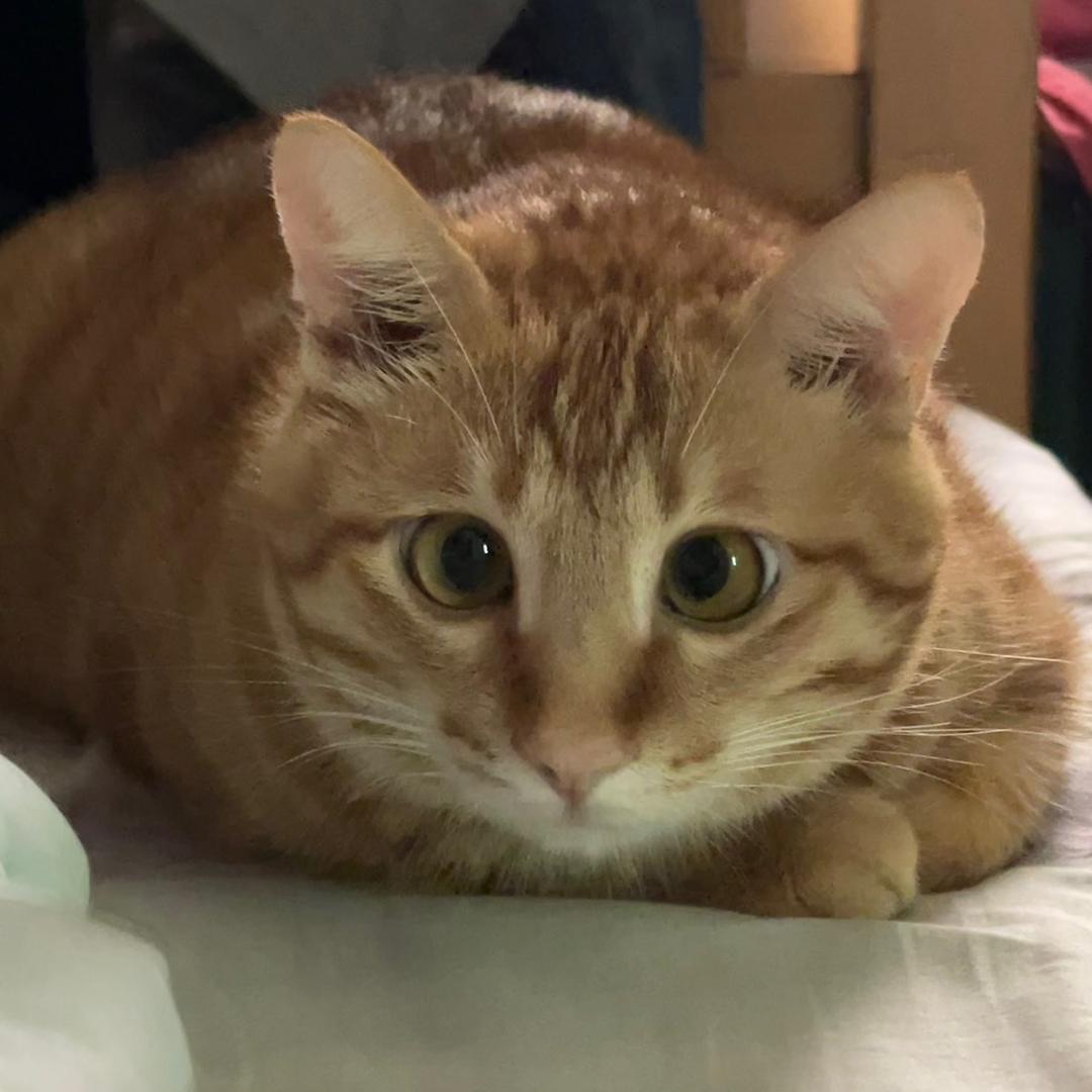 皮猫橘橘