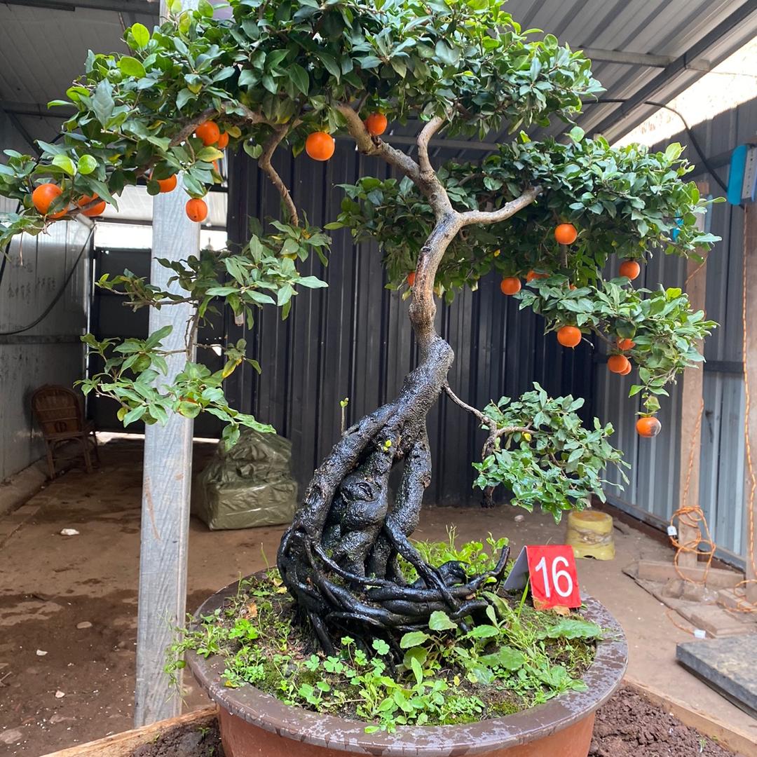 金弹子盆景素材