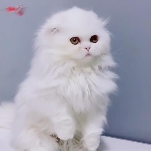 🌊🐟🐠🐬🐋🦈🌊