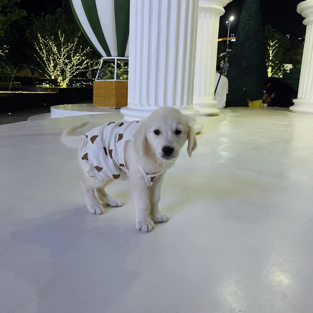 白金毛鱿鱼