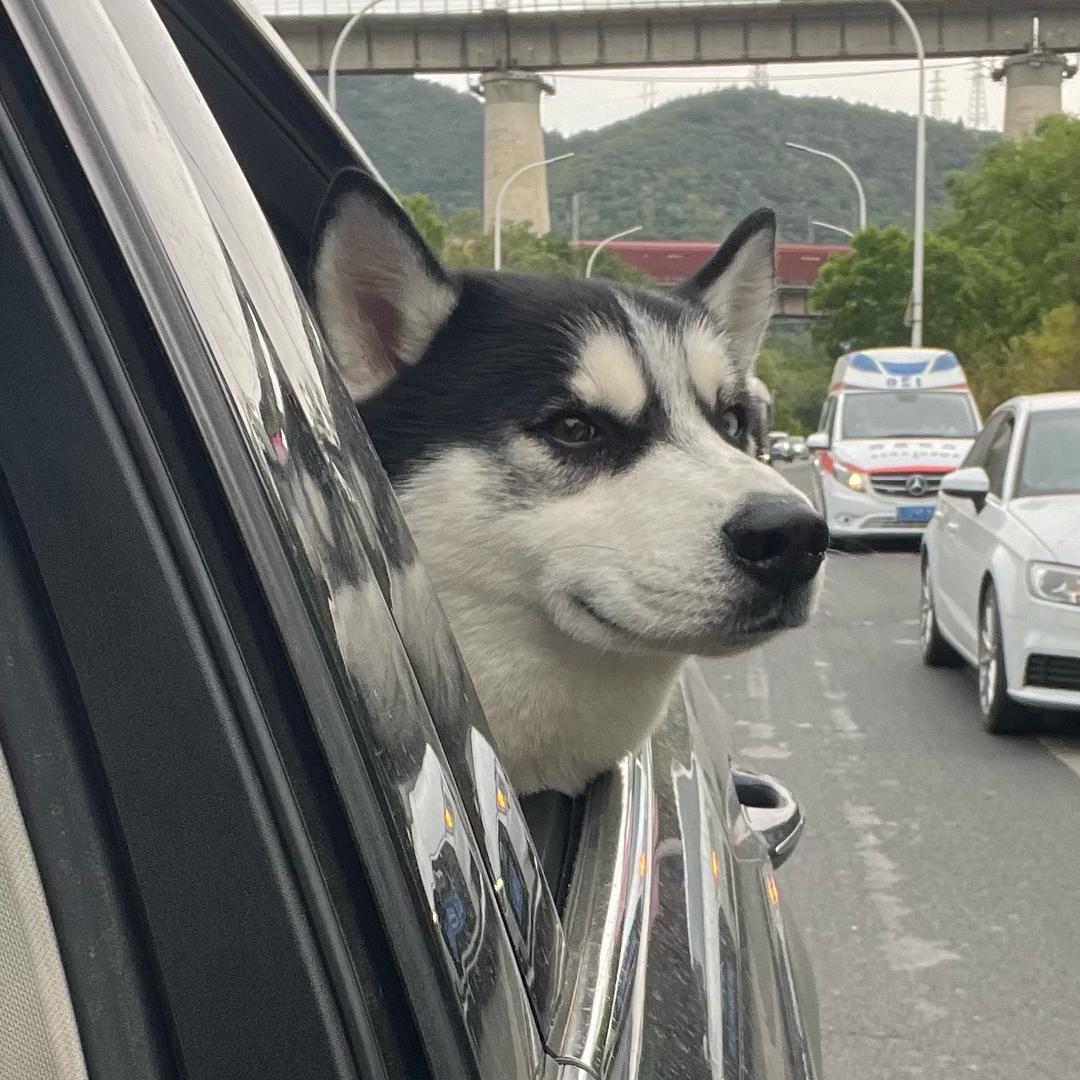 帅帅是只哈士奇