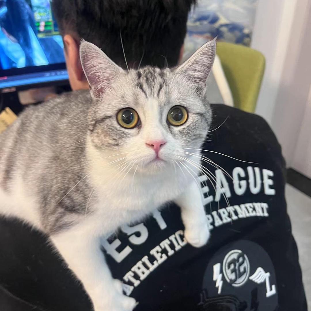 拌粉（三角洲行动）