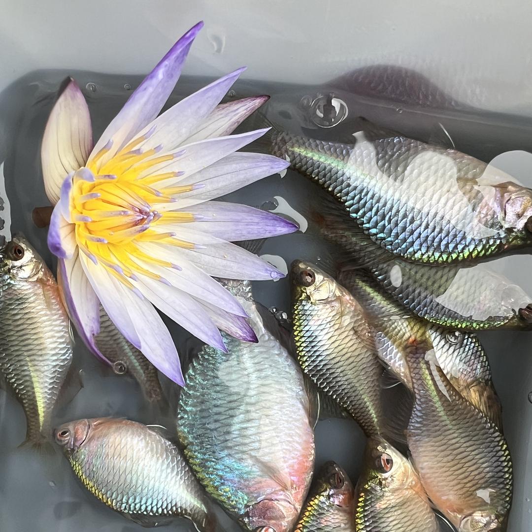 肖氏水族好货店