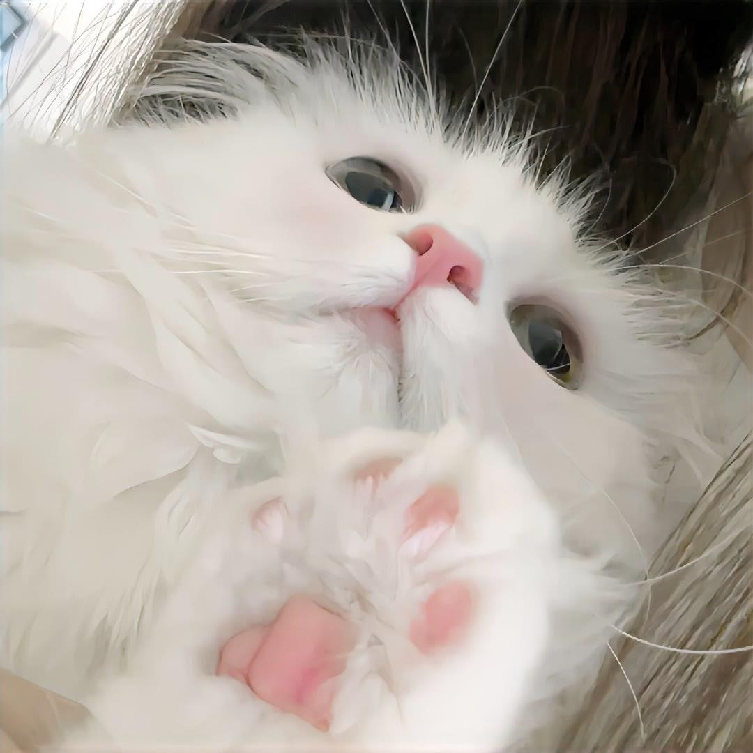 香香小赵@