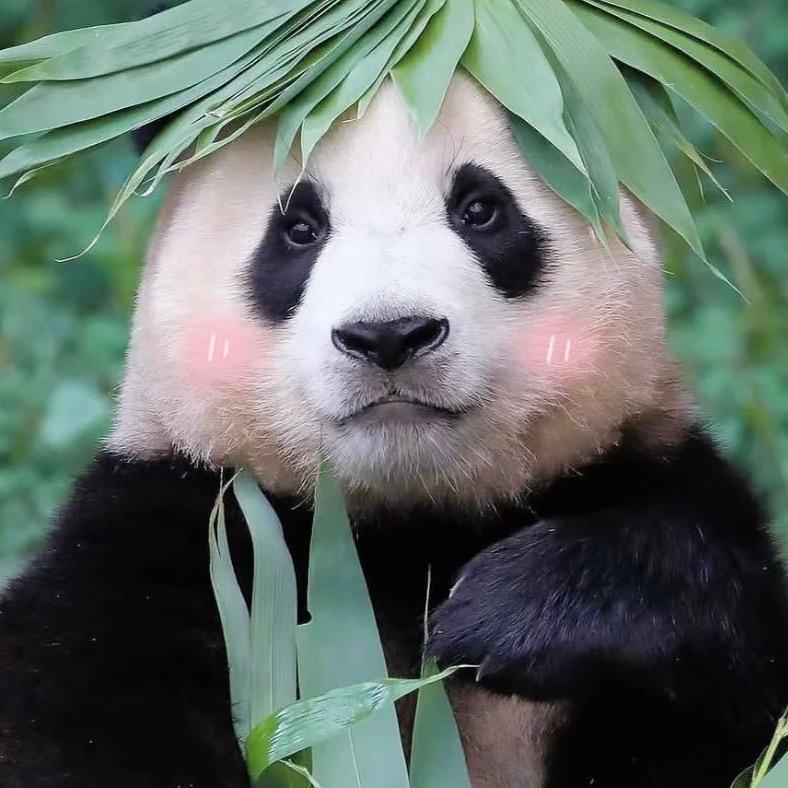 奶茶是只猫🌈Summer Mom