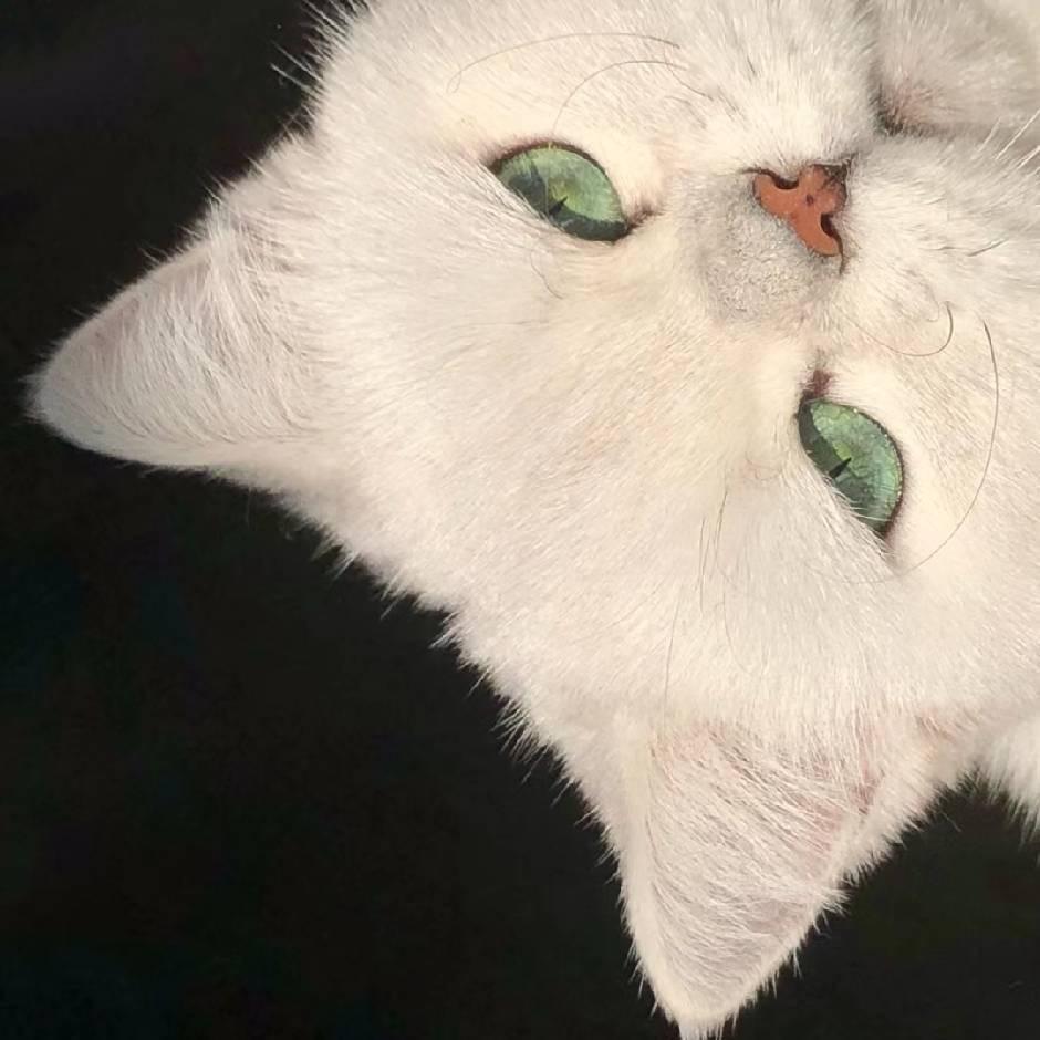纯