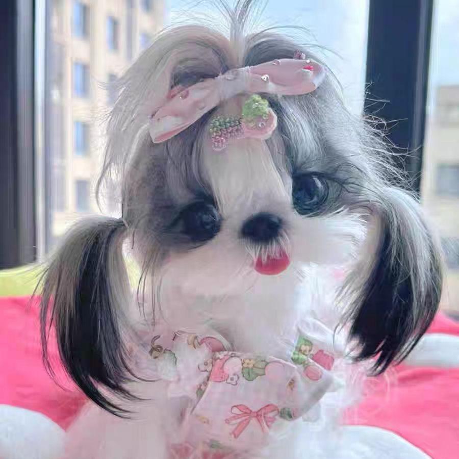 爱它·西施比熊马尔济斯