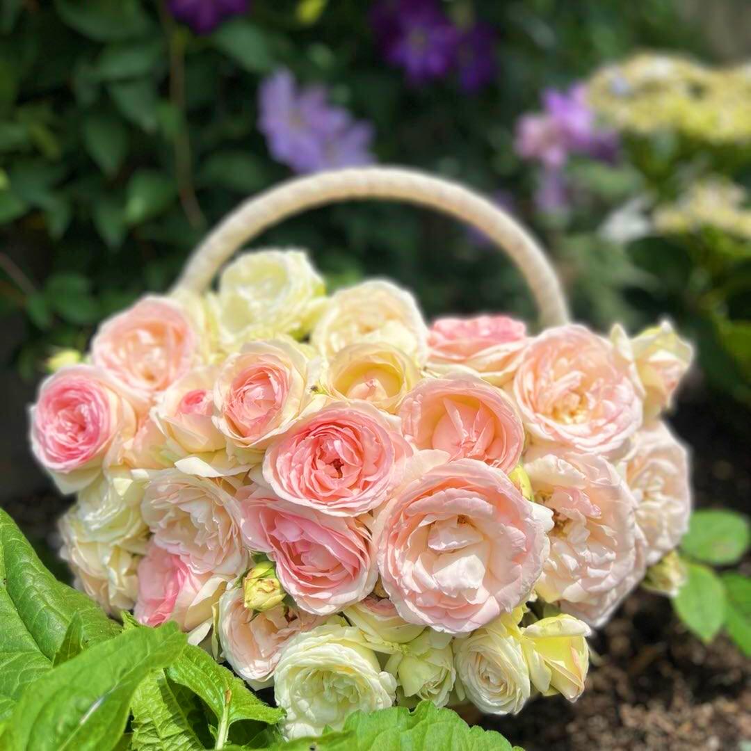 Miyaの花園