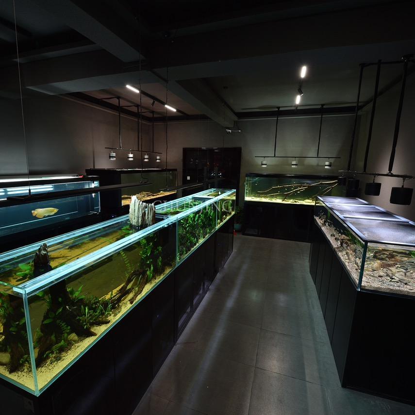 淳景爸爸爱养鱼