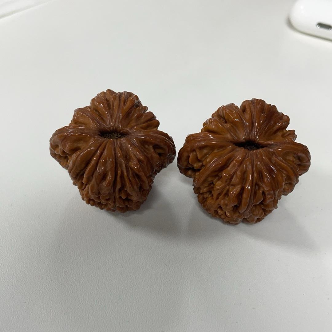种子
