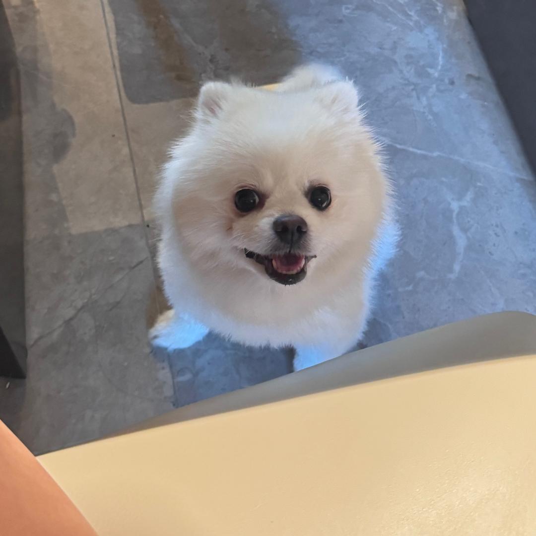 你爸比