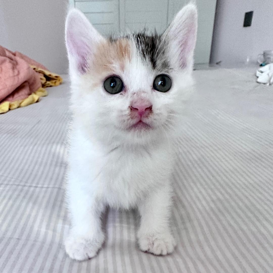 大熊的猫