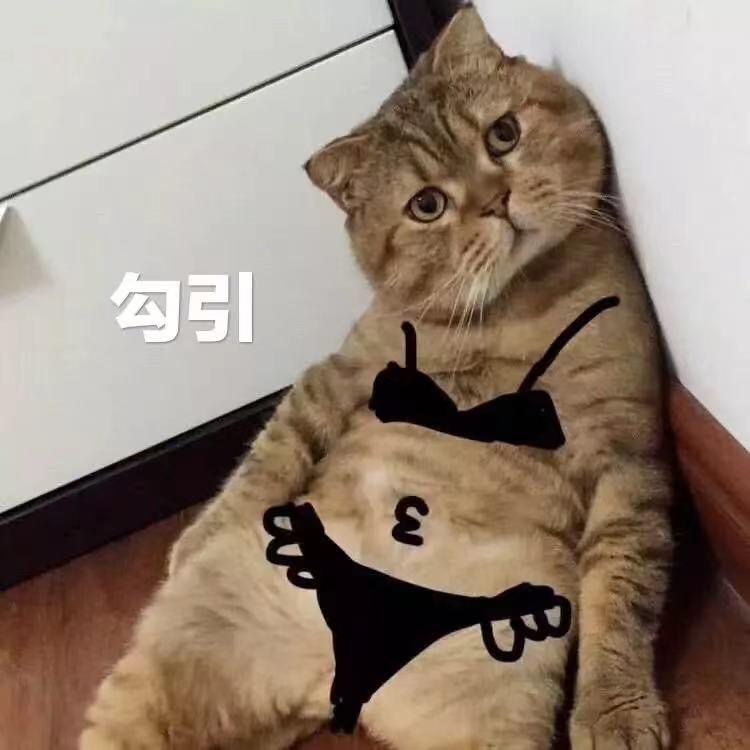 养只奶猫
