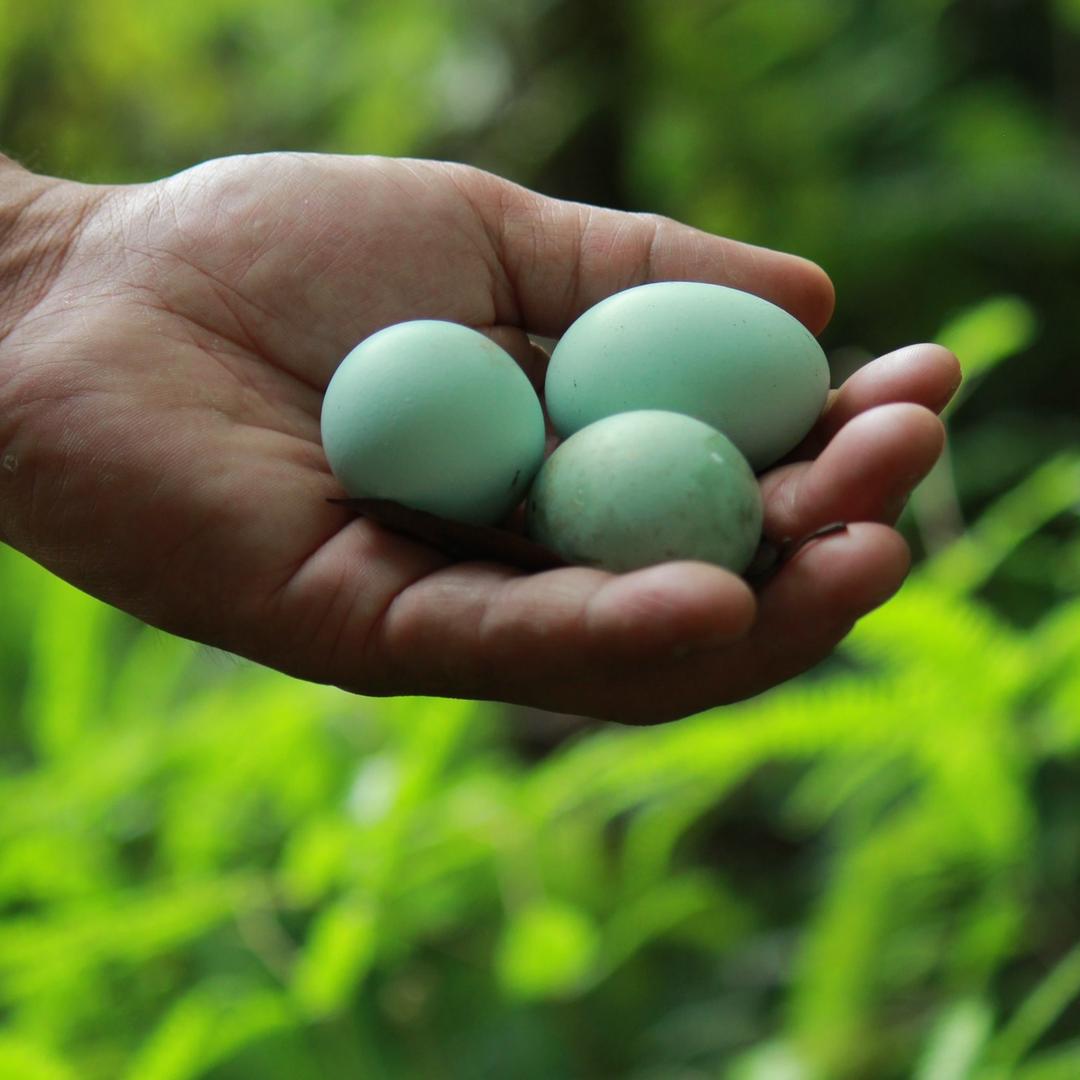 凤凰岛家庭农场
