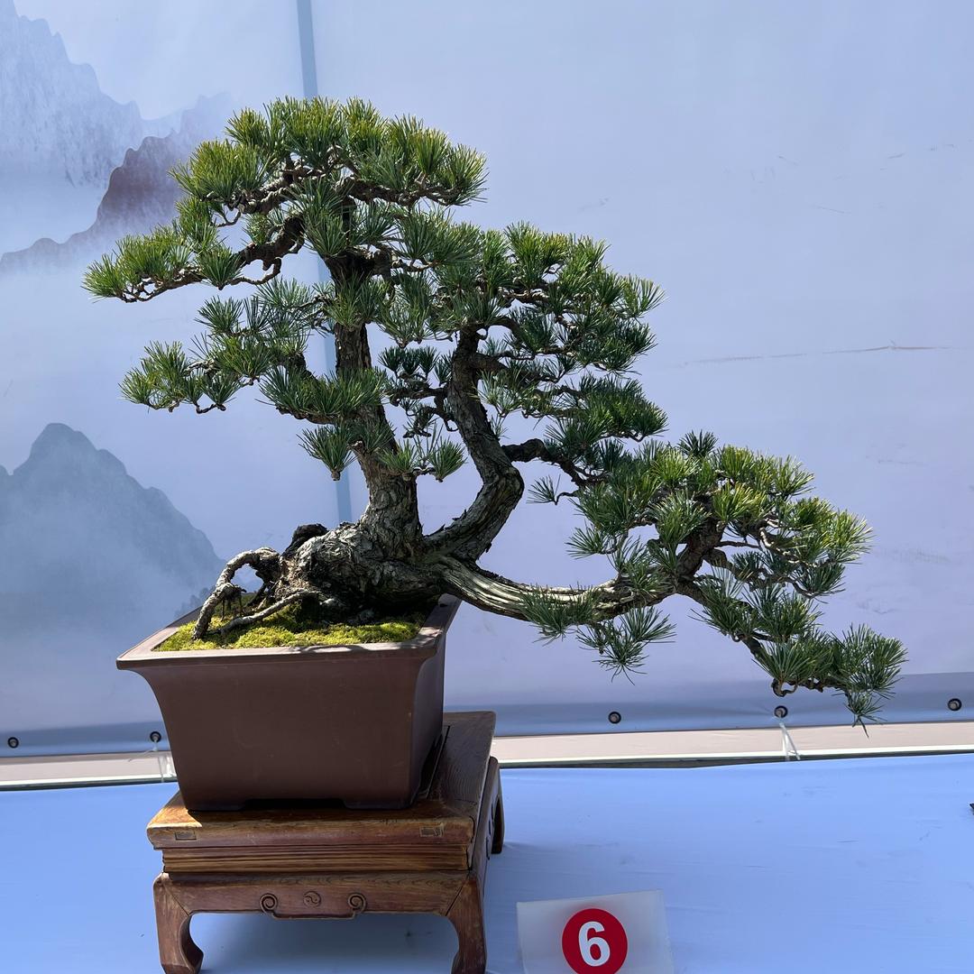 小马哥-造型黑松