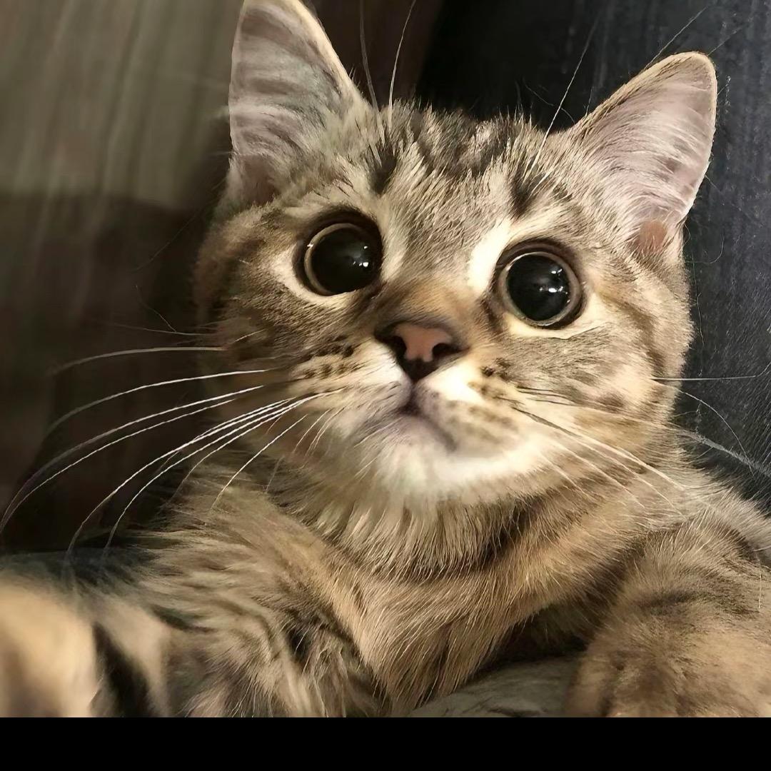 我得到小猫了