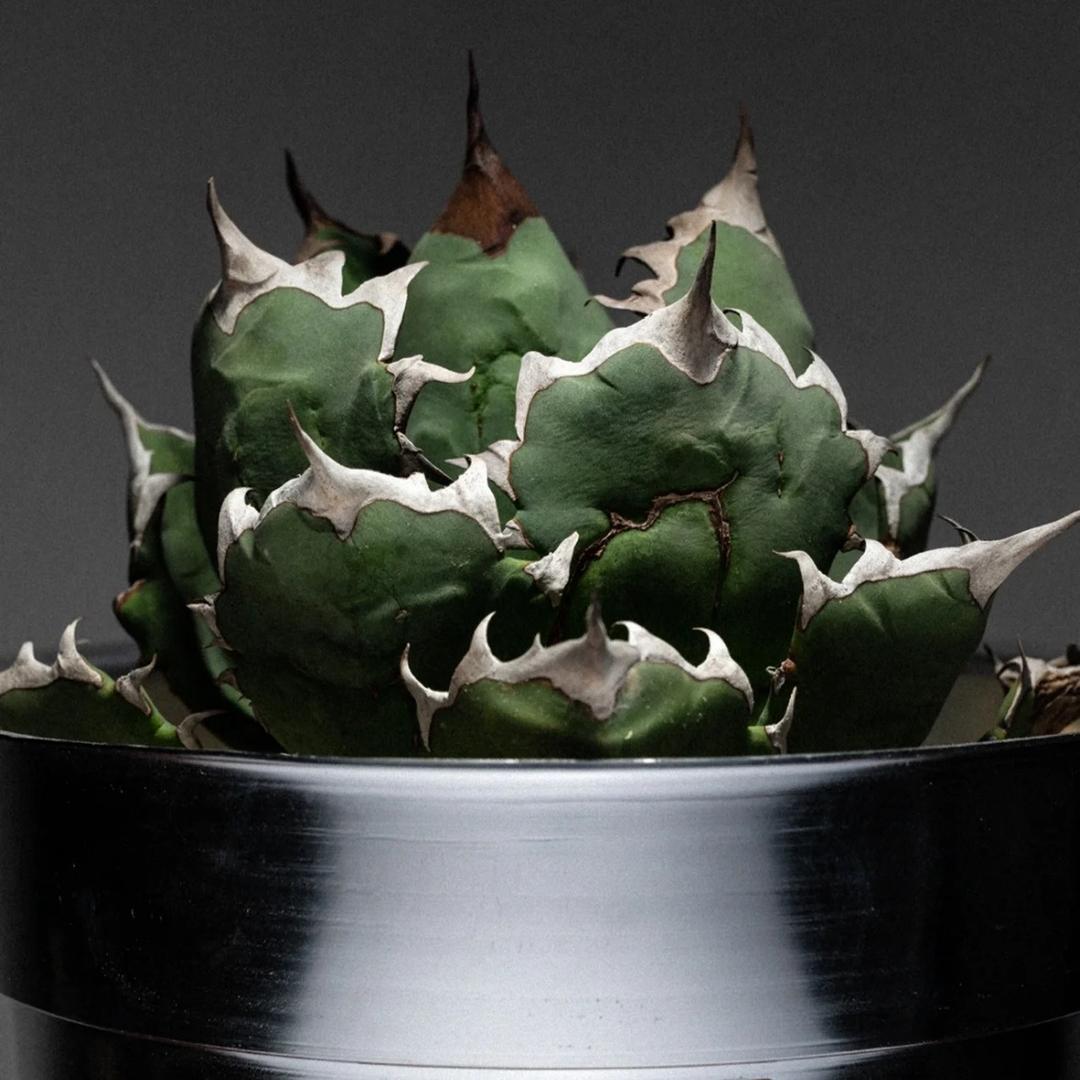 青山在块根盆器