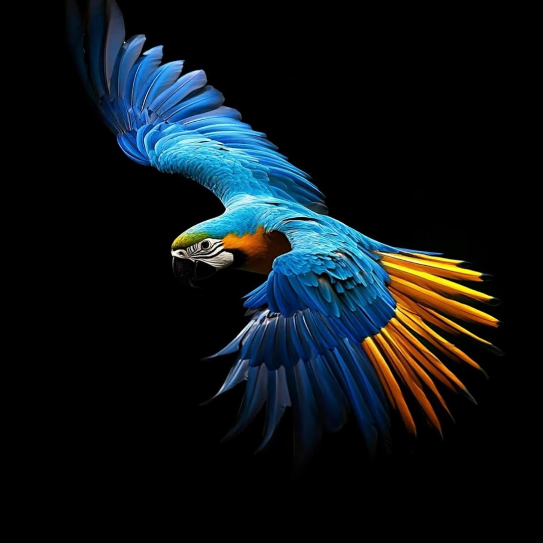 欧翼(鹦鹉基地)