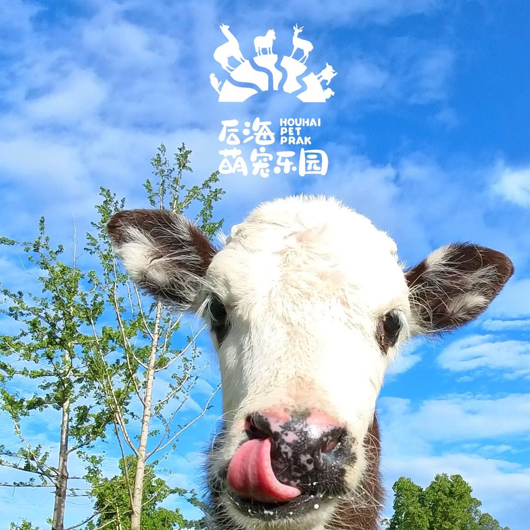 后海萌宠乐园官方号