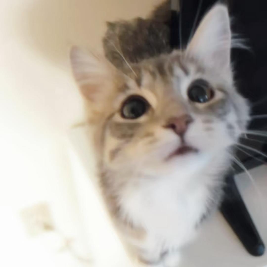 爱吃猫粮的小奶猫9721