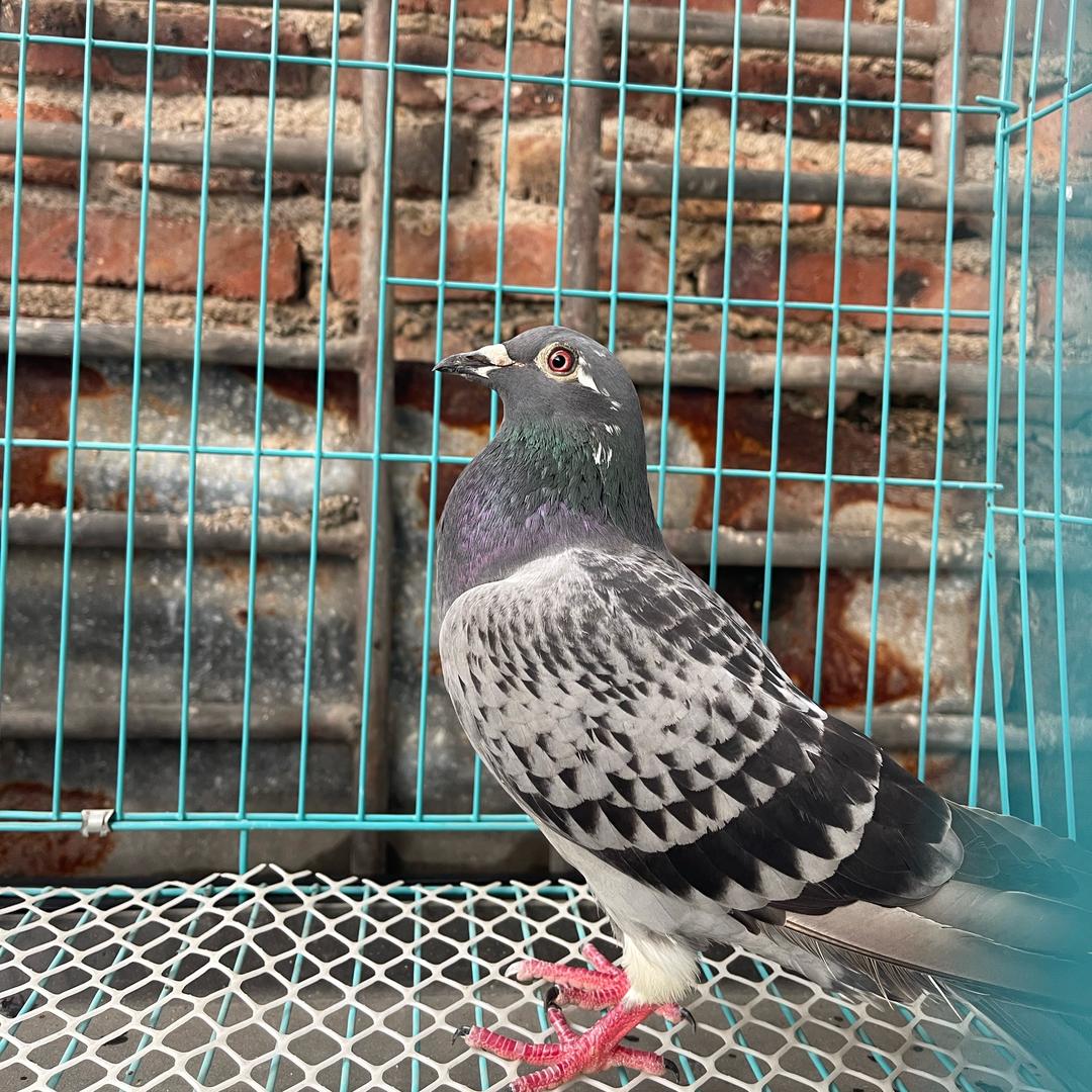 鸽之派