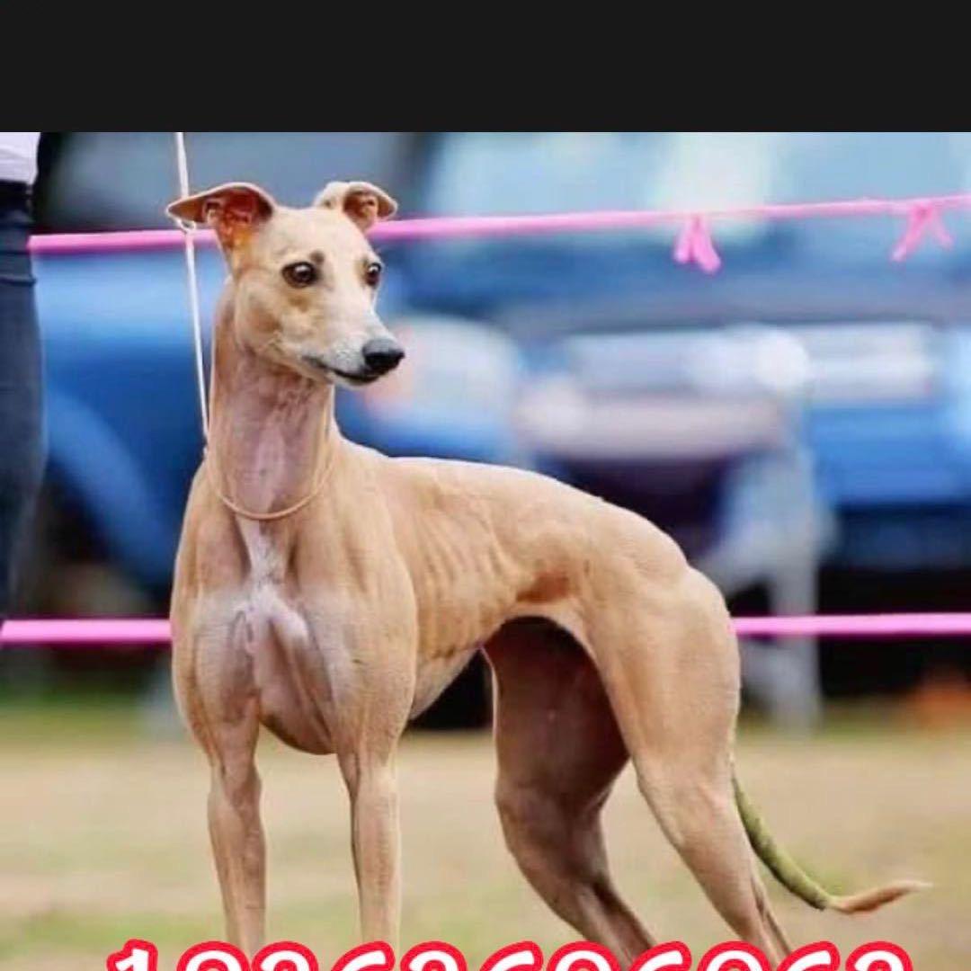 单县惠比特阳光
