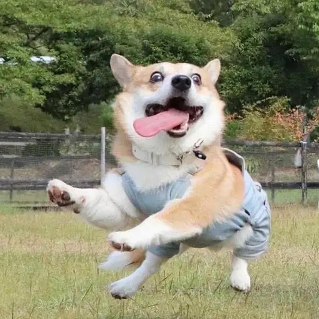 奇趣喵汪