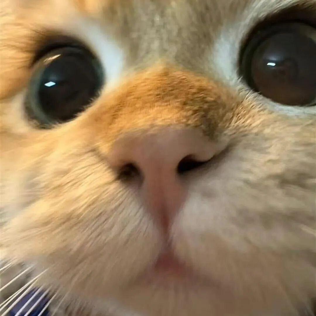 ¥