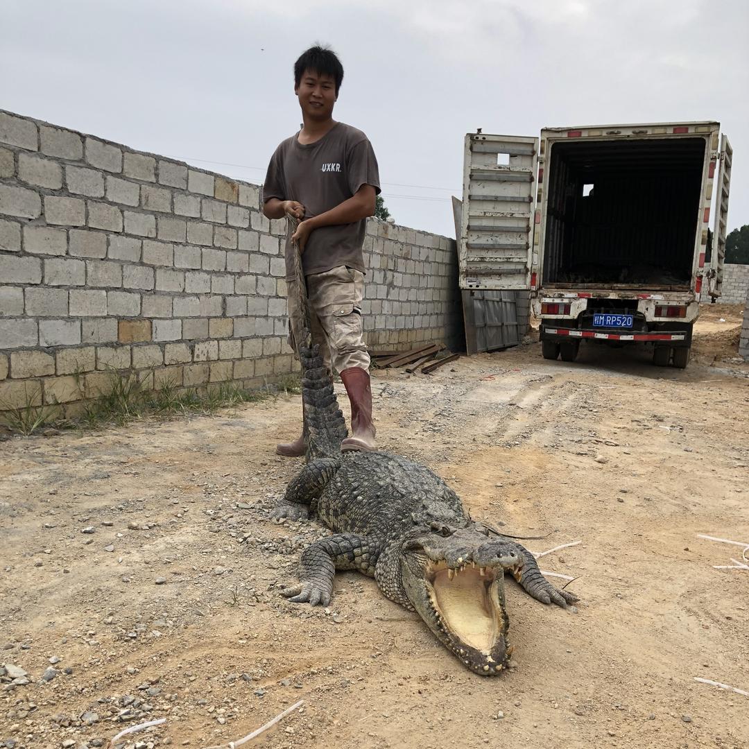 阿海鳄鱼养殖