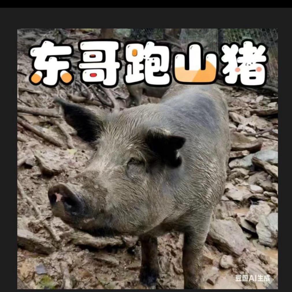 东哥跑山猪