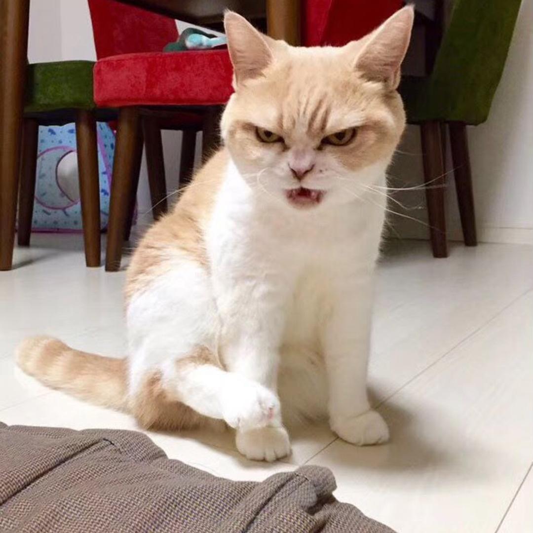 Maçã