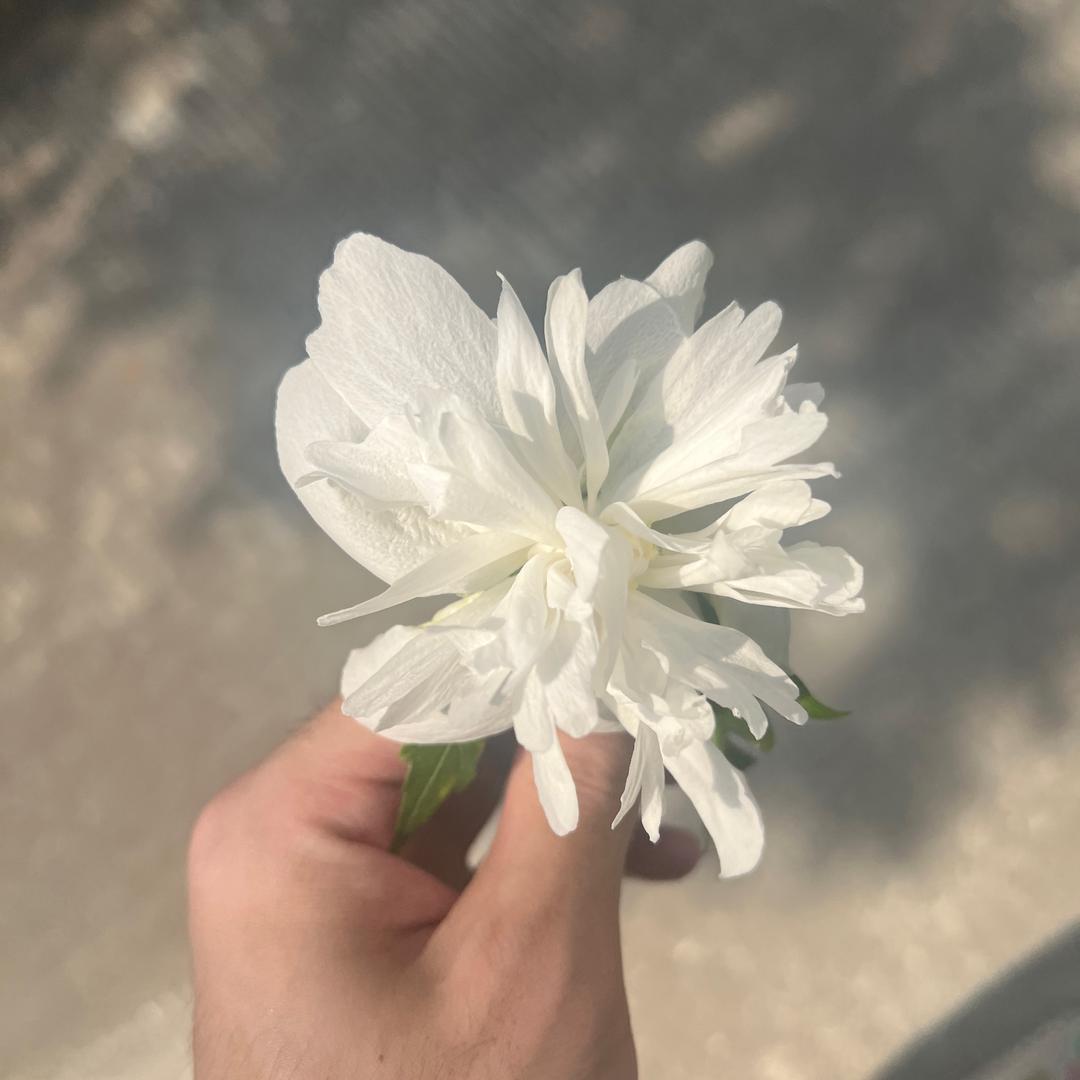 小美家的火炼猪油