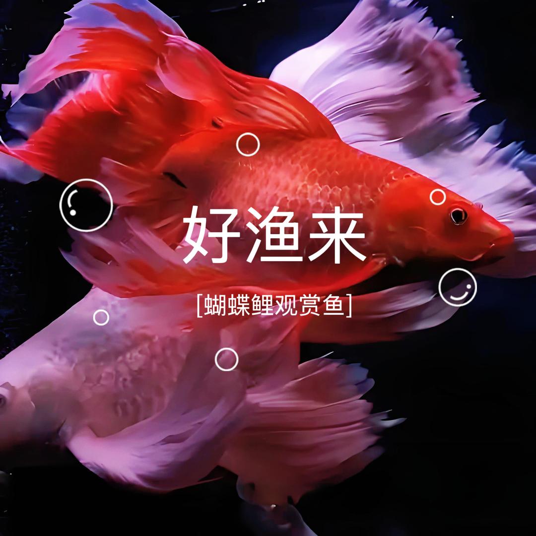 好渔来蝴蝶鲤观赏鱼