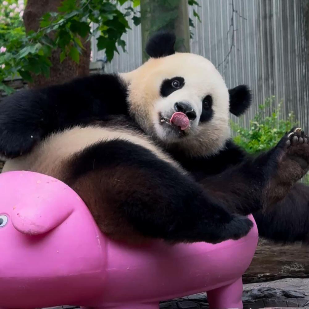 小拽熊🐼